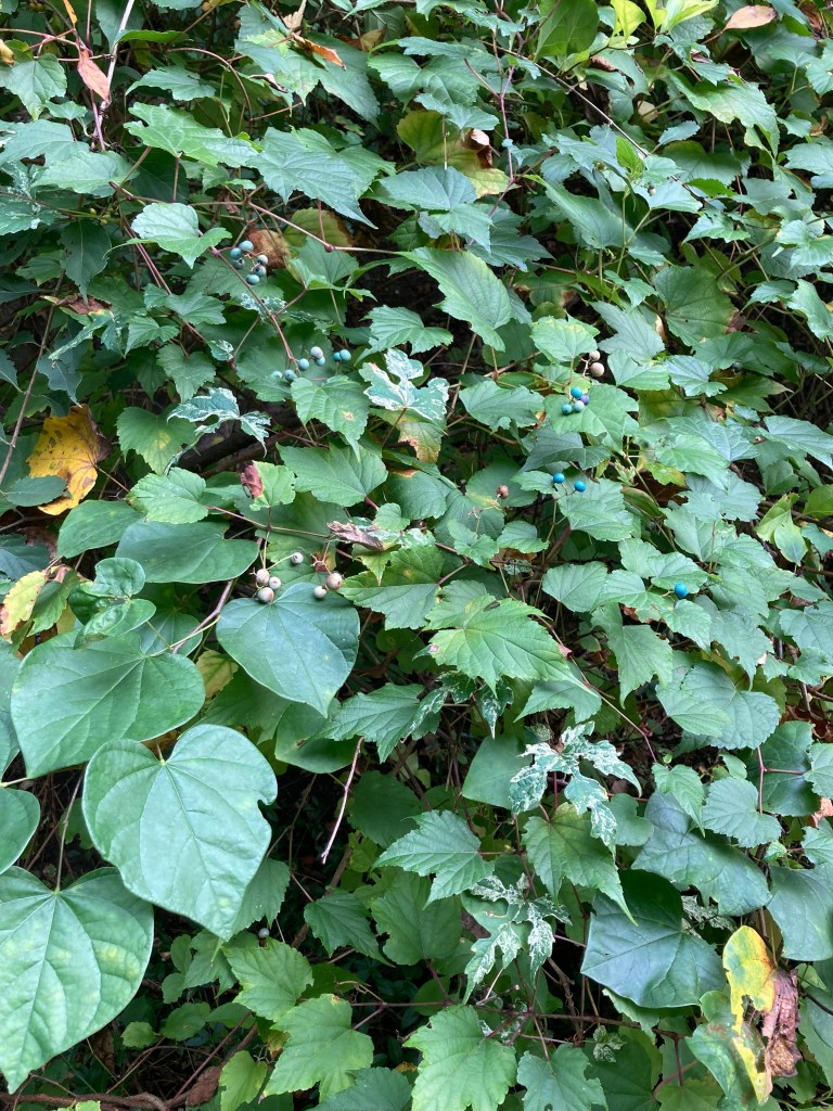 Porcelainberry - Oakland County CISMA